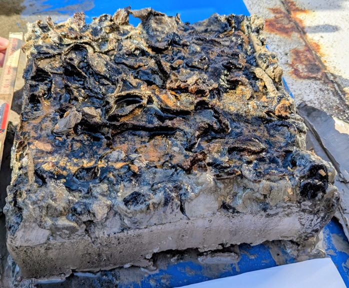 Kuvassa kiekkomaisia rautamangaanisaostumia Itämeren järvivaiheen sedimentin päällä. Ekman-noutimella otettu sedimenttinäyte eteläiseltä Suomenlahdelta. Kuva: Joonas Wasiljeff